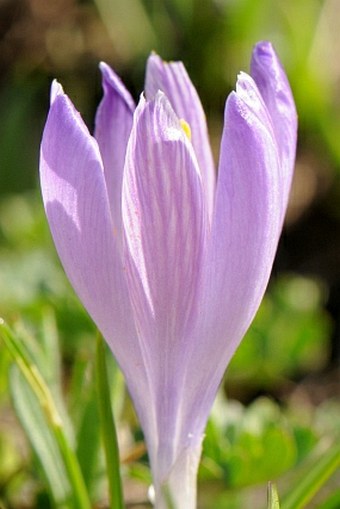 Crocus neapolitanus