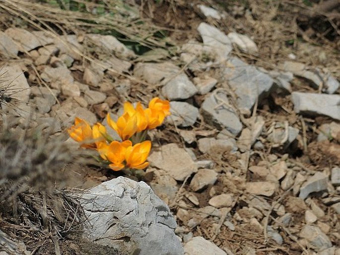 Crocus olivieri