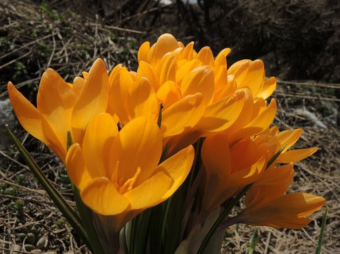 Crocus olivieri