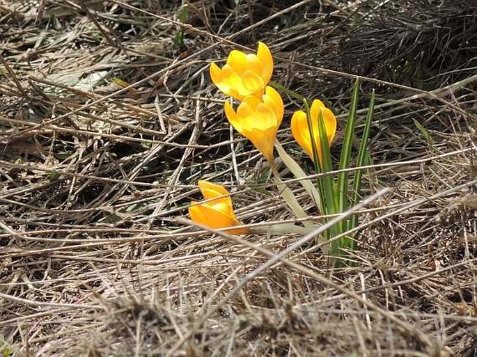 Crocus olivieri