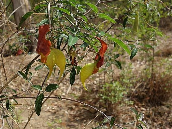 Crotalaria grevei