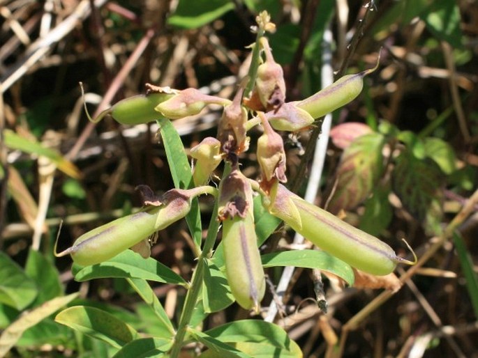 Crotalaria retusa