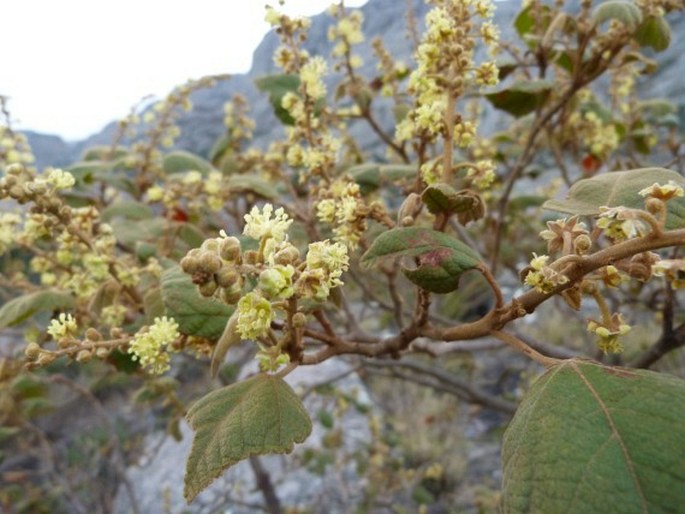 Croton goudotii