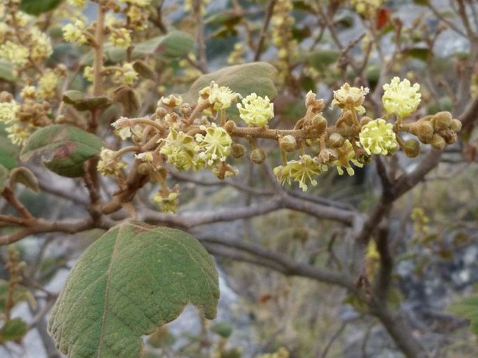 Croton goudotii