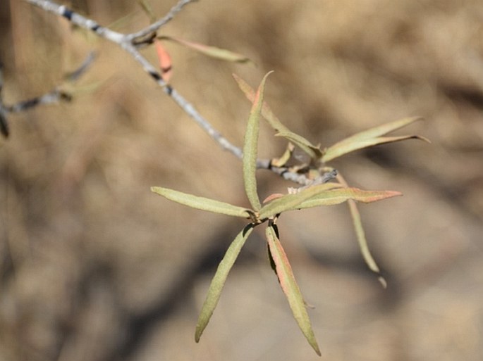 Croton scouleri