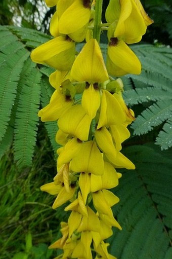 Crotalaria trichotoma