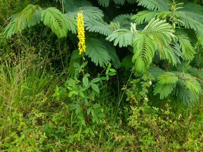 Crotalaria trichotoma