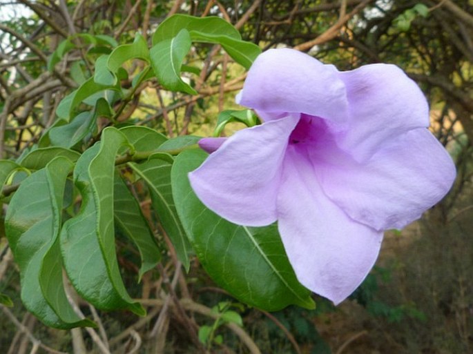 CRYPTOSTEGIA MADAGASCARIENSIS Bojer ex Decne.