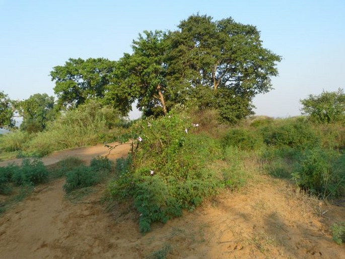 Cryptostegia madagascariensis