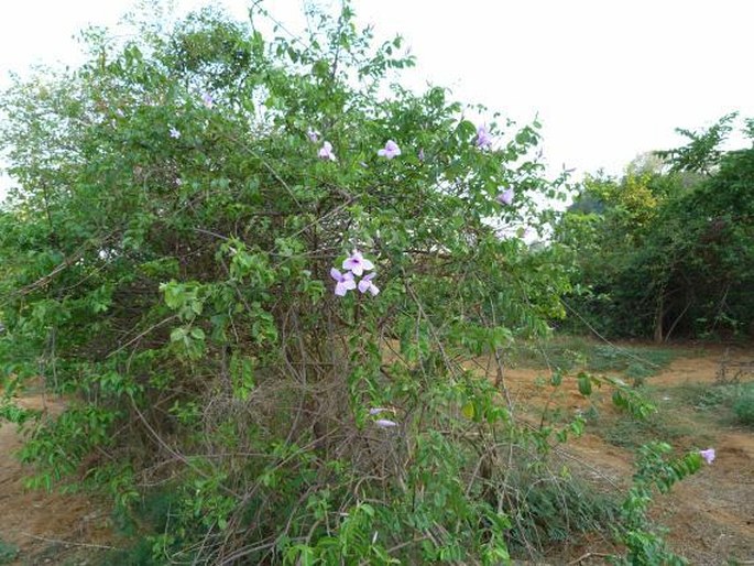 Cryptostegia madagascariensis