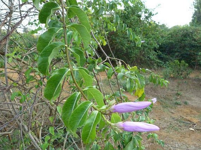 Cryptostegia madagascariensis