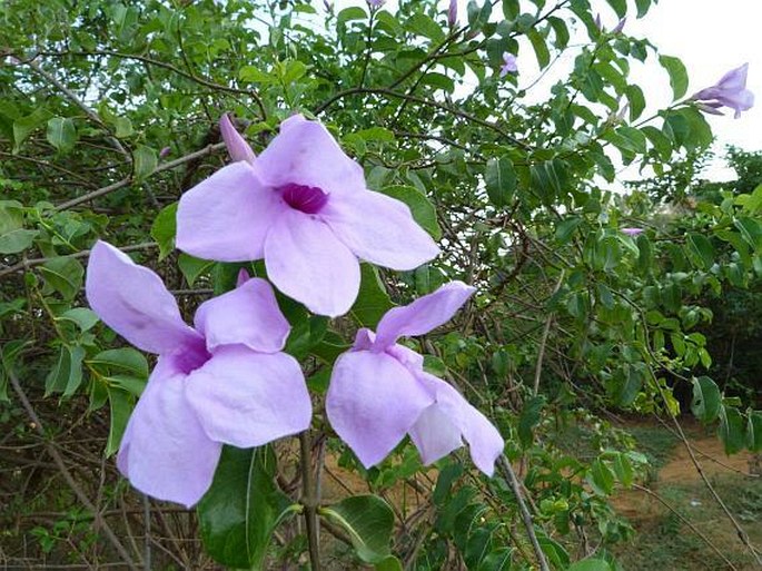 Cryptostegia madagascariensis