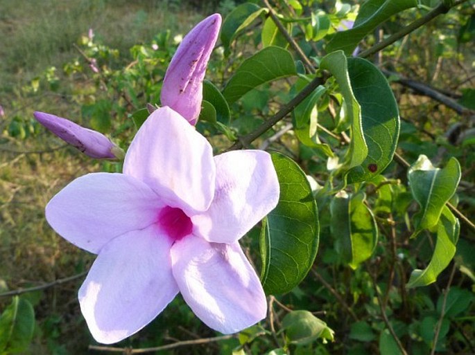 Cryptostegia madagascariensis