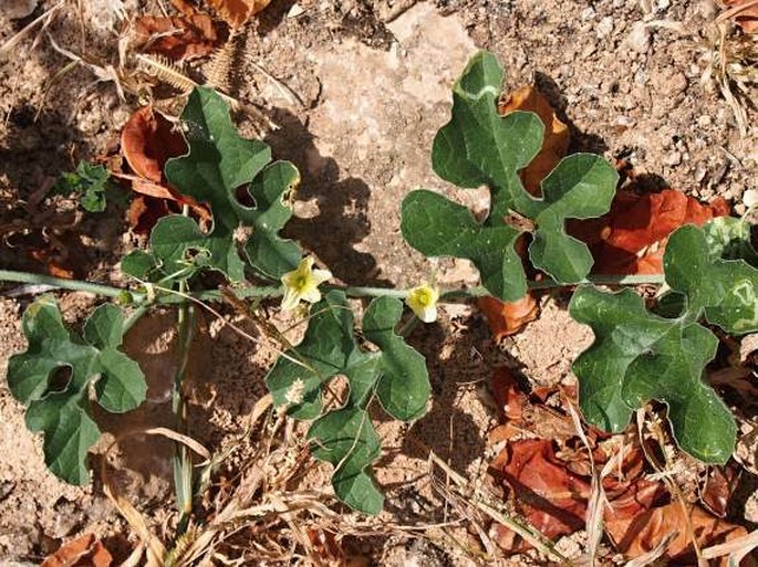 Cucumis prophetarum