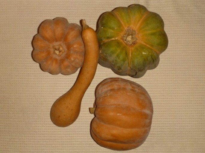 Cucurbita moschata