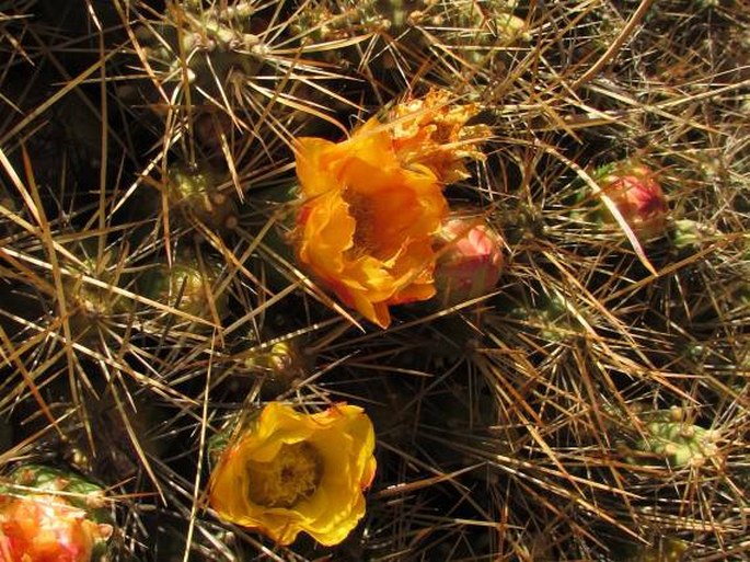 Cumulopuntia boliviana