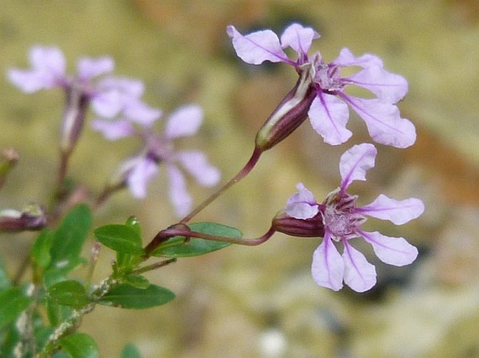 Cuphea utriculosa