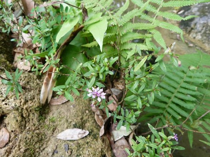 Cuphea utriculosa