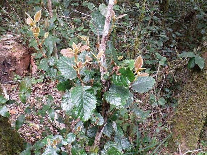 Curtisia dentata