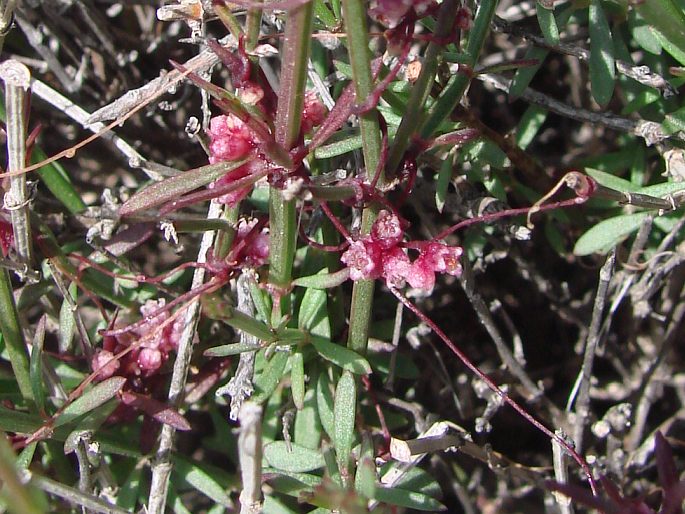 Cuscuta palaestina