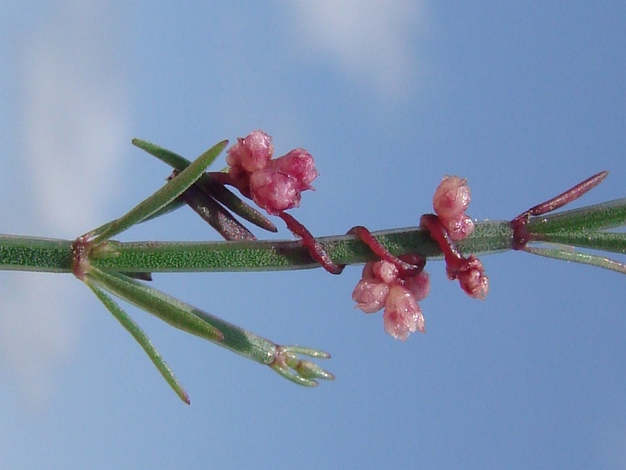 Cuscuta palaestina