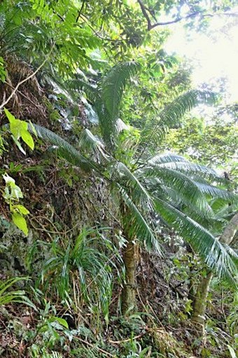 Cycas micronesica