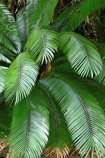 Cycas micronesica