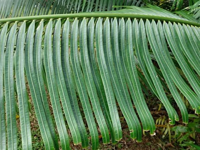 Cycas micronesica