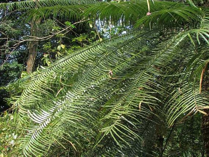 Cycas zeylanica