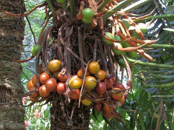 Cycas zeylanica