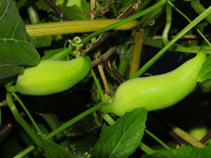 Cyclanthera pedata