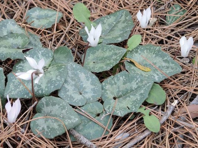 Cyclamen creticum