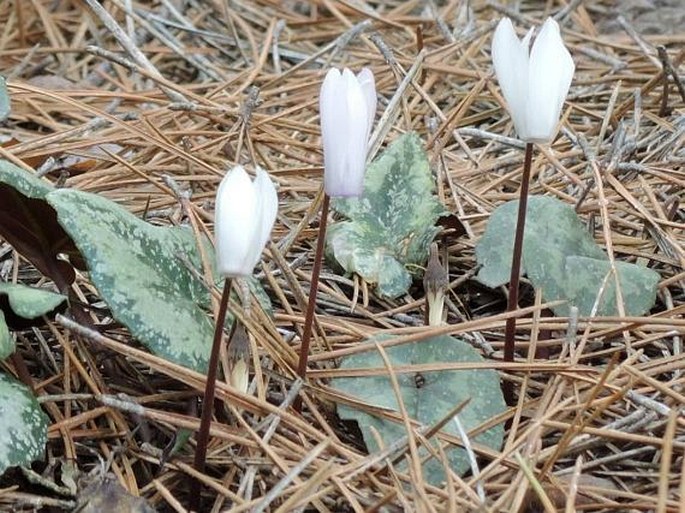 Cyclamen creticum