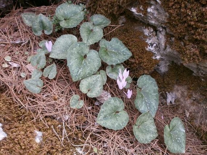 Cyclamen creticum