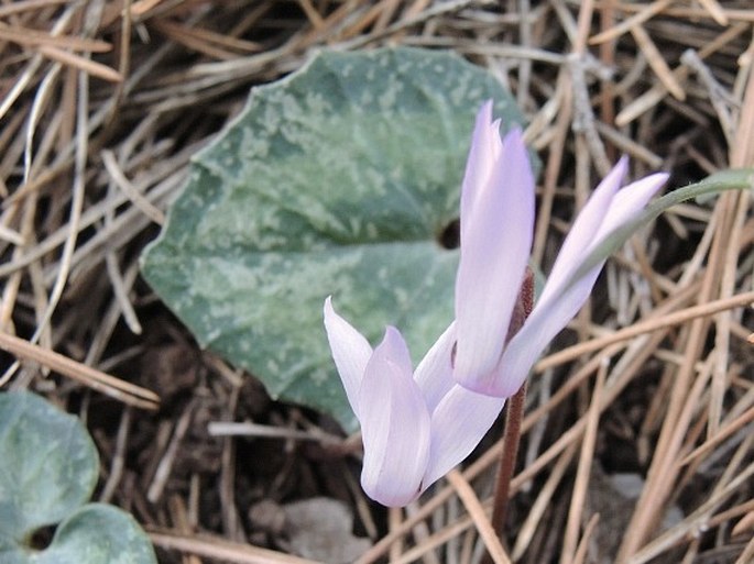 Cyclamen creticum