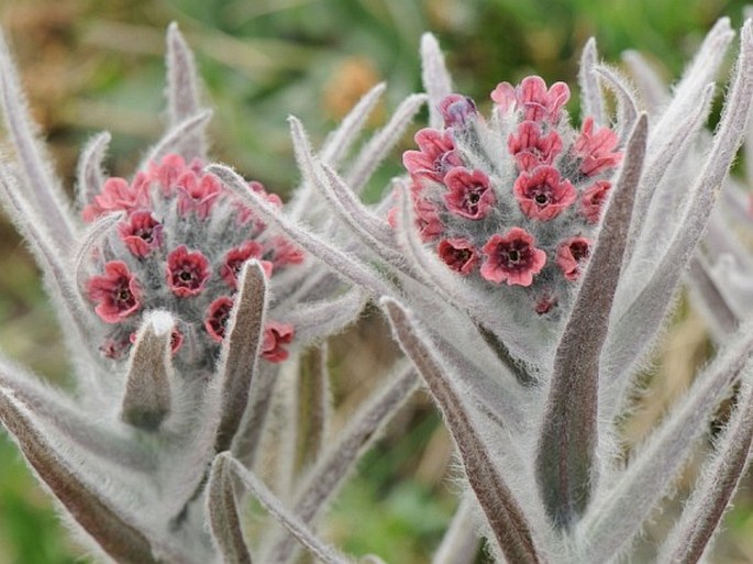 Cynoglossum magellense