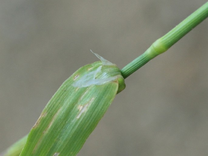 Cynosurus echinatus