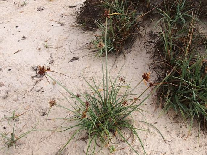 Cyperus conglomeratus