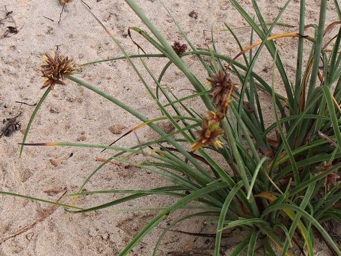 Cyperus conglomeratus