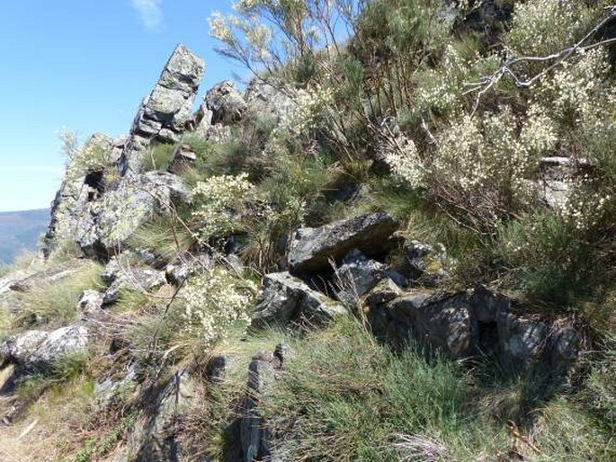 Cytisus multiflorus