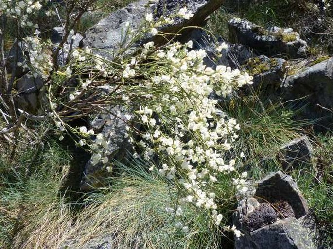 Cytisus multiflorus