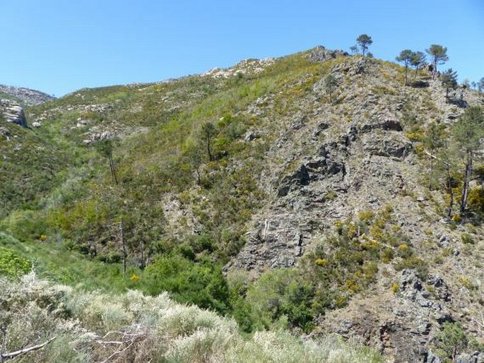 Cytisus multiflorus