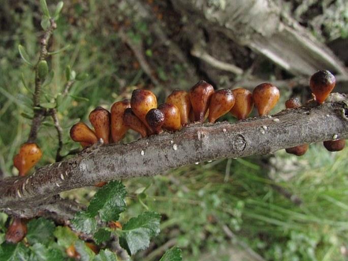 CYTTARIA HOOKERI Berk.