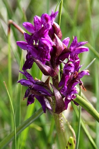 Dactylorhiza incarnata subsp. cruenta