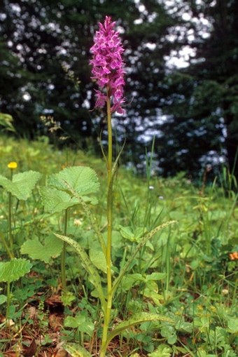 Dactylorhiza urvilleana