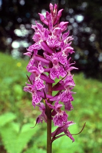 Dactylorhiza urvilleana