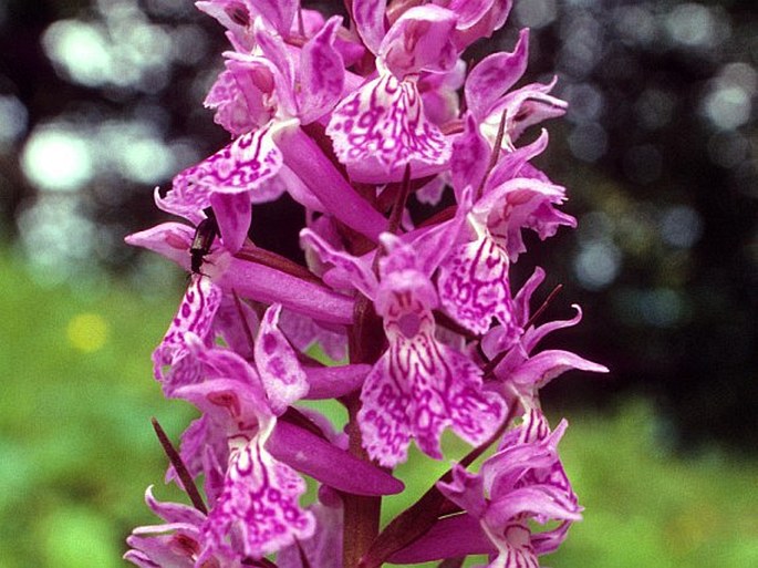 Dactylorhiza urvilleana