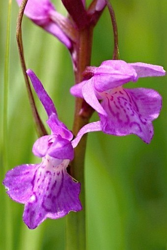 Dactylorhiza bohemica