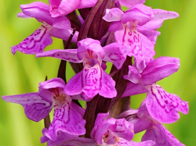 Dactylorhiza bohemica