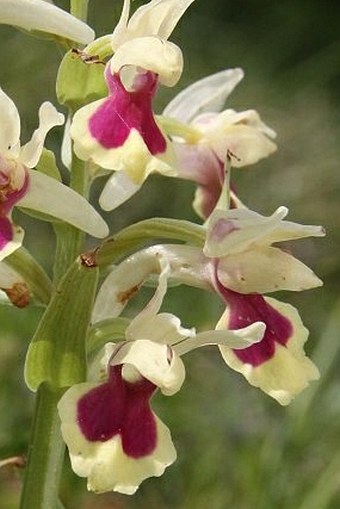 Dactylorhiza sambucina